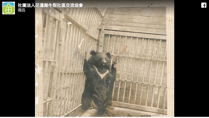 最強阿嬤「把台灣黑熊當狗養」　照片真相曝光「故事結局逆轉」