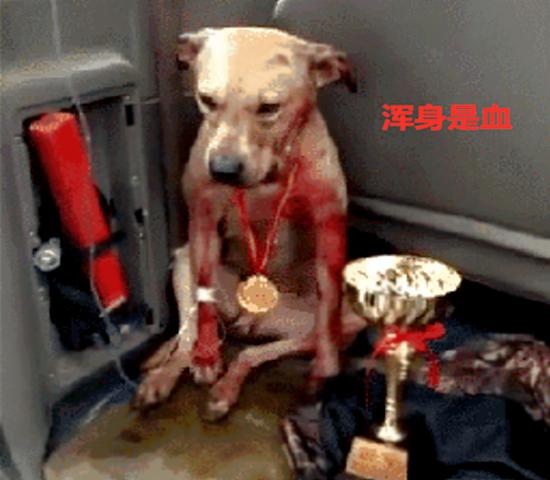 狗狗參加比賽，用滿身鮮血換來冠軍：人在笑，狗在叫！