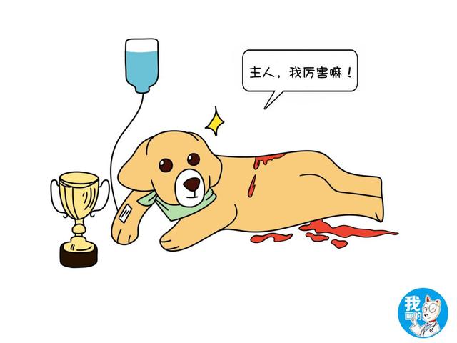 狗狗參加比賽，用滿身鮮血換來冠軍：人在笑，狗在叫！