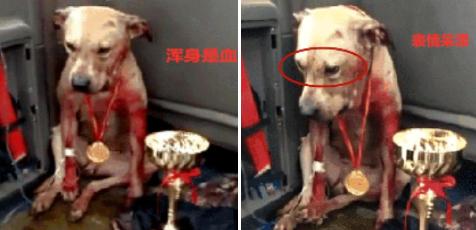 狗狗參加比賽，用滿身鮮血換來冠軍：人在笑，狗在叫！