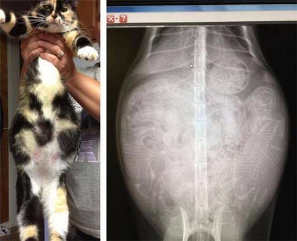 17張你沒看過的動物懷孕照，看了母鯊魚的肚子整個晚上都睡不好了
