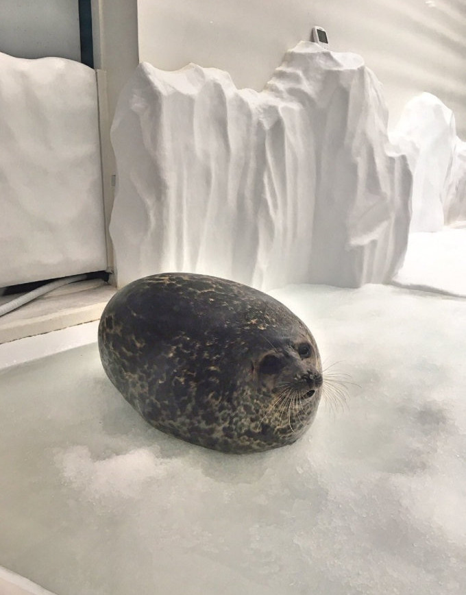 明星海豹「縮成一團」太可愛　網友忍不住笑：請問你是西瓜嗎？
