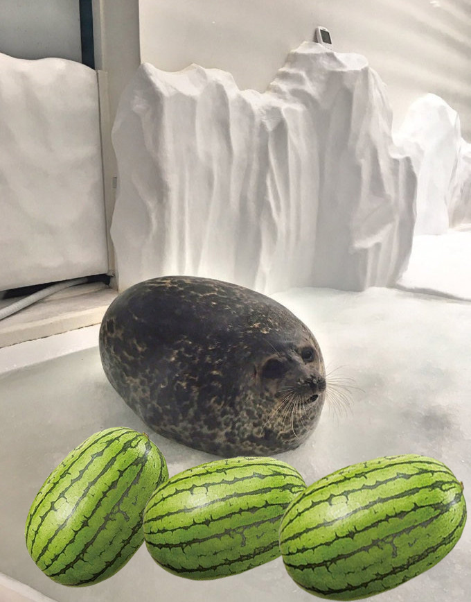 明星海豹「縮成一團」太可愛　網友忍不住笑：請問你是西瓜嗎？