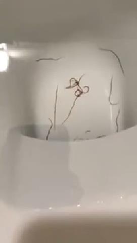 她PO網求助「馬桶驚見一堆扭曲紅色生物」用鹽酸都處理不了！專業網友：跟所有住戶都有關！