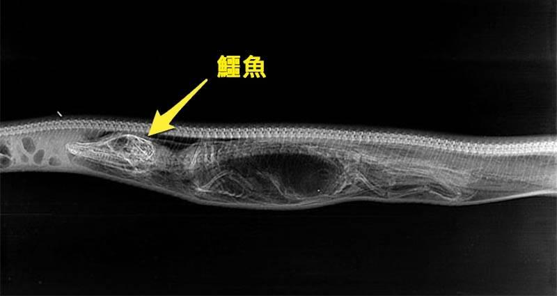 「蟒蛇吞下鱷魚」後肚子裡會發生什麼? 科學家拍下7天X光照，沒想到第4天結果就嚇傻科學家