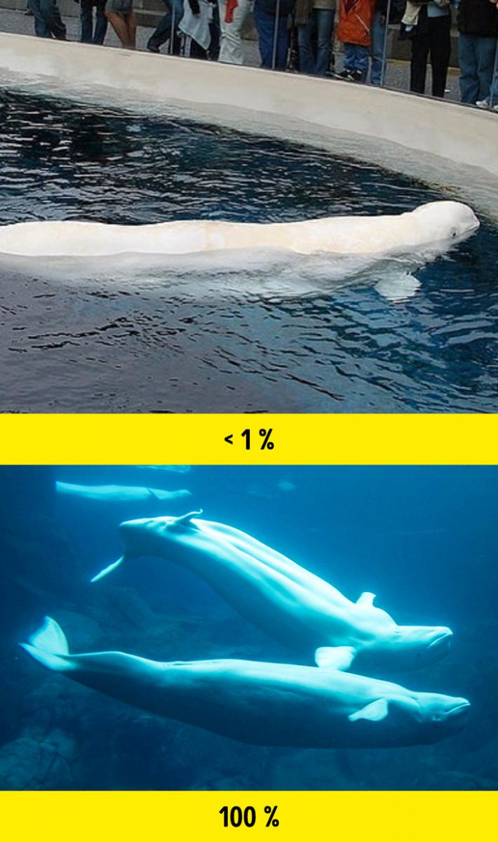 8個證明「人類對海豚」的錯誤迷思，專家解析牠們瞇著眼睛笑其實是一種反抗