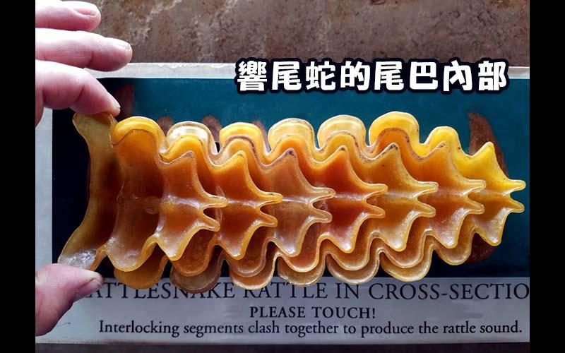 一系列「不好奇永遠見不到」的罕見剖面圖...保齡球內其實塞了一塊磚？