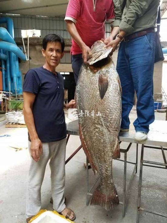男子捕獲【罕見魚王】居然有人開價【550萬新台幣】原來肚裡全是寶
