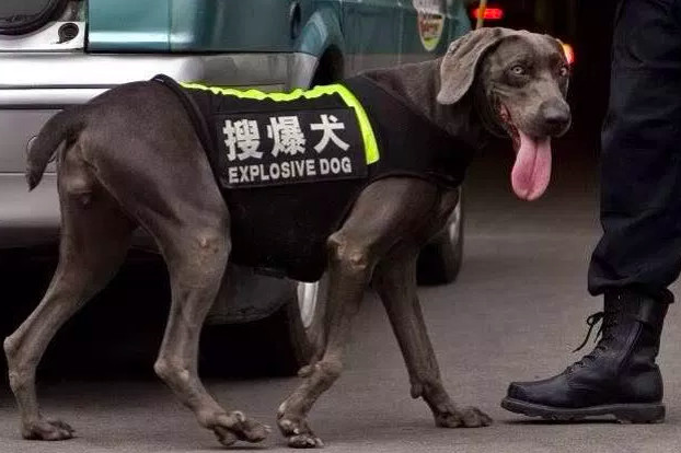 老是被笑「破英文」...北京砸重金拼了！　預計2022冬奧前「換掉所有超瞎錯誤翻譯牌」
