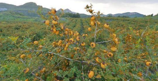 七種常見的野果，四川農村很常見，全吃過的算你厲害
