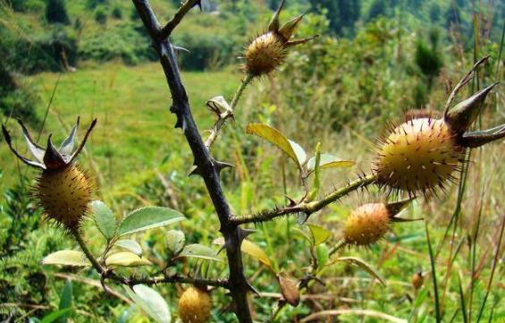 七種常見的野果，四川農村很常見，全吃過的算你厲害