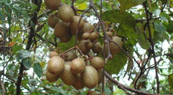 七種常見的野果，四川農村很常見，全吃過的算你厲害