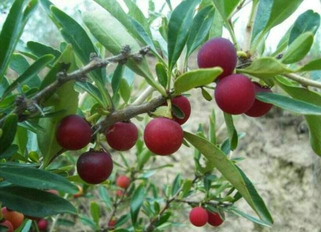 農村山上有一種美味的野果，它叫茹茹果，城裡人認識了可以去摘