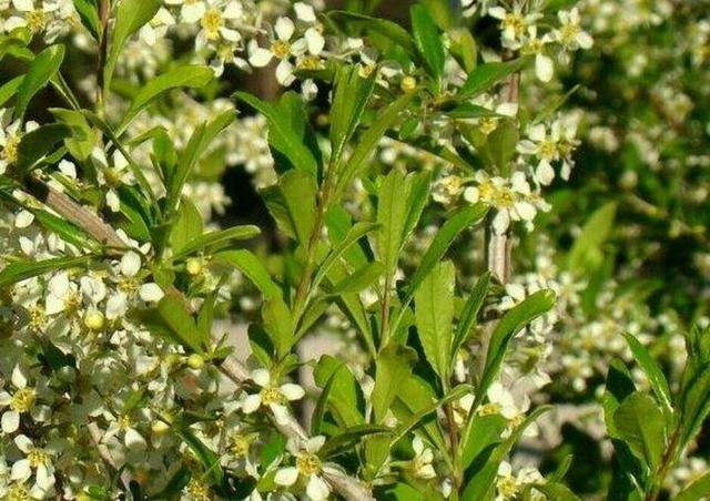 農村山上有一種美味的野果，它叫茹茹果，城裡人認識了可以去摘