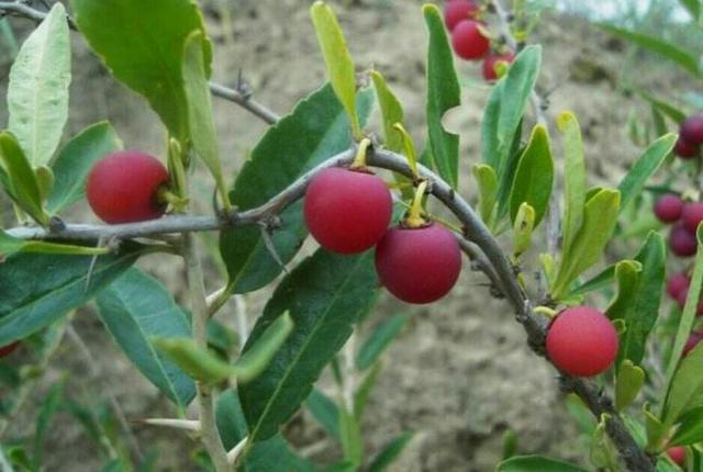 農村山上有一種美味的野果，它叫茹茹果，城裡人認識了可以去摘