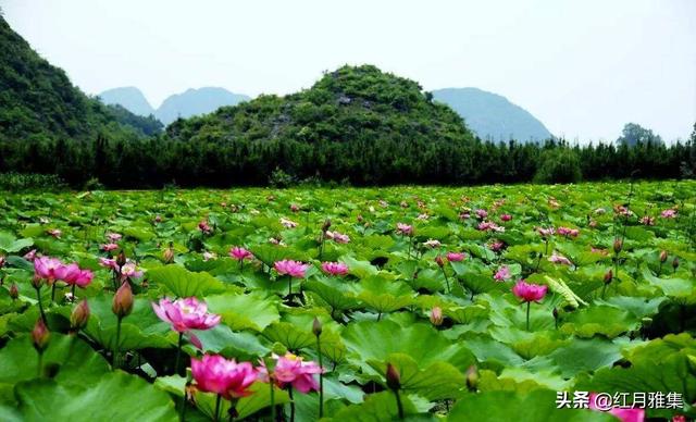 組詩：詠夏花/魏子昌