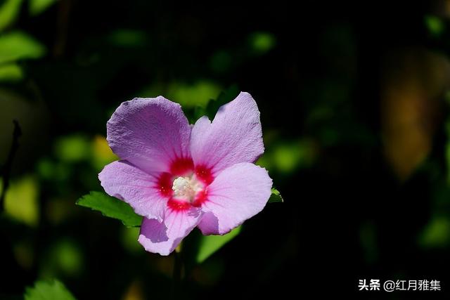組詩：詠夏花/魏子昌
