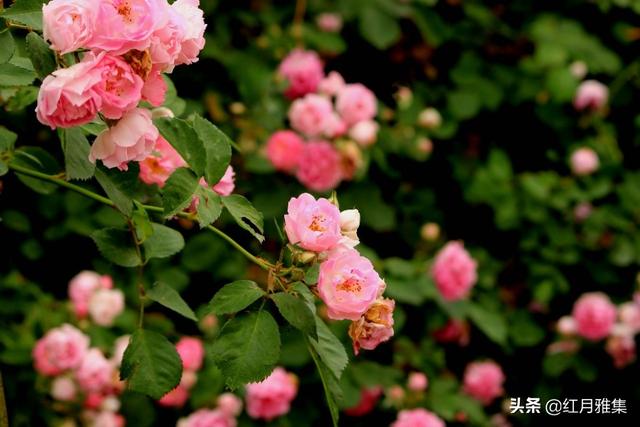 組詩：詠夏花/魏子昌
