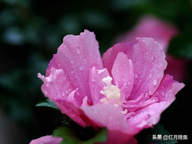 組詩：詠夏花/魏子昌