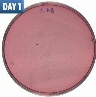 不洗床單「滿滿細菌陪你睡」　大學研究公開「細菌滋生圖」秒懂多髒 