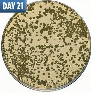 不洗床單「滿滿細菌陪你睡」　大學研究公開「細菌滋生圖」秒懂多髒 