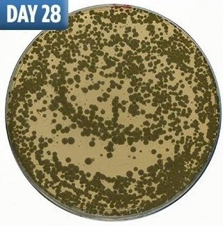 不洗床單「滿滿細菌陪你睡」　大學研究公開「細菌滋生圖」秒懂多髒 