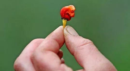 常吃辣椒真的能更長壽？