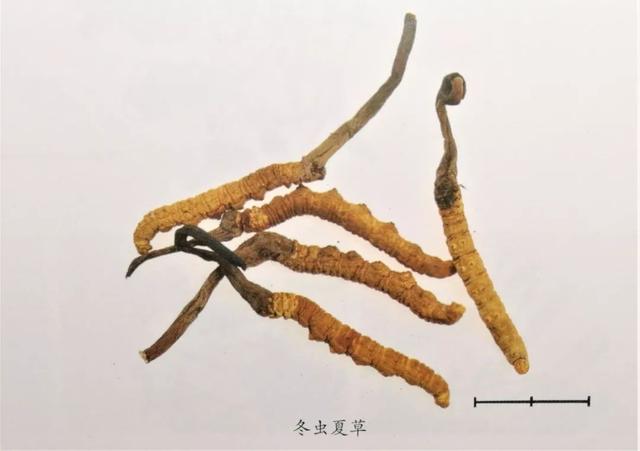 發現桑黃對腫瘤具有強大的治療功效，它們中有抗腫瘤高手