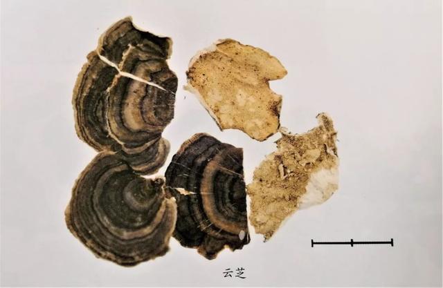 發現桑黃對腫瘤具有強大的治療功效，它們中有抗腫瘤高手