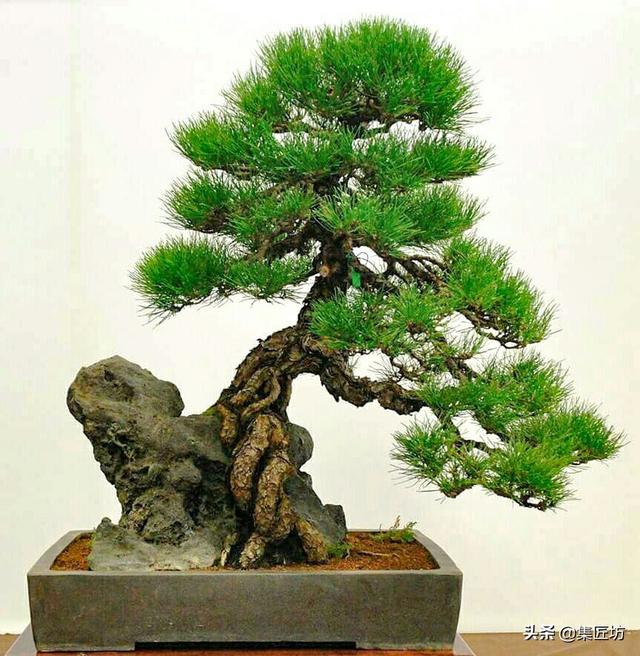 冬病夏治！黑松盆景病蟲害防治方法，松類盆景健康養護方式