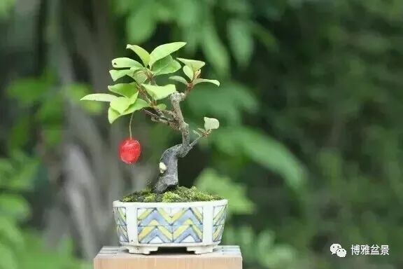 原來盆景還有這些風水作用？ 