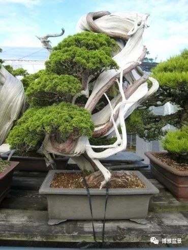 原來盆景還有這些風水作用？ 