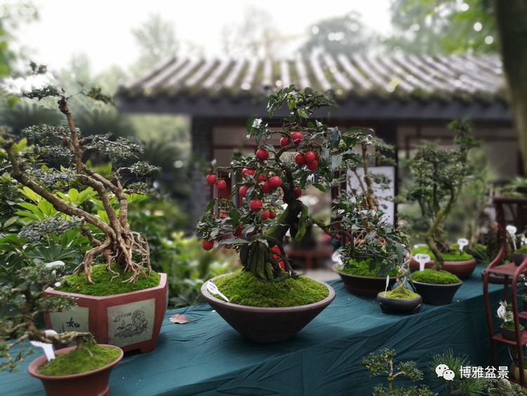 原來盆景還有這些風水作用？ 