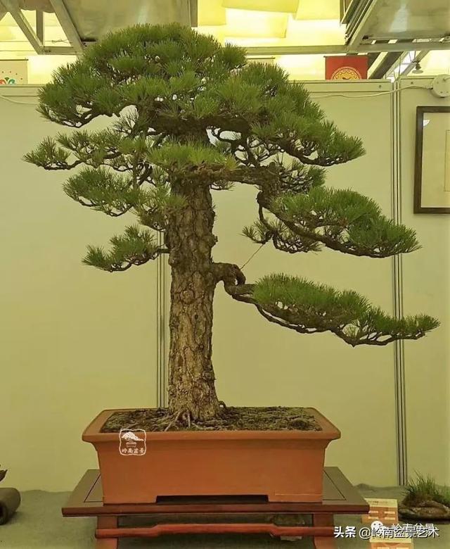 寒松縱老風骨在——賞松雜談