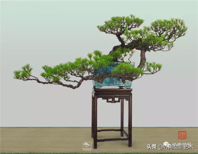 寒松縱老風骨在——賞松雜談