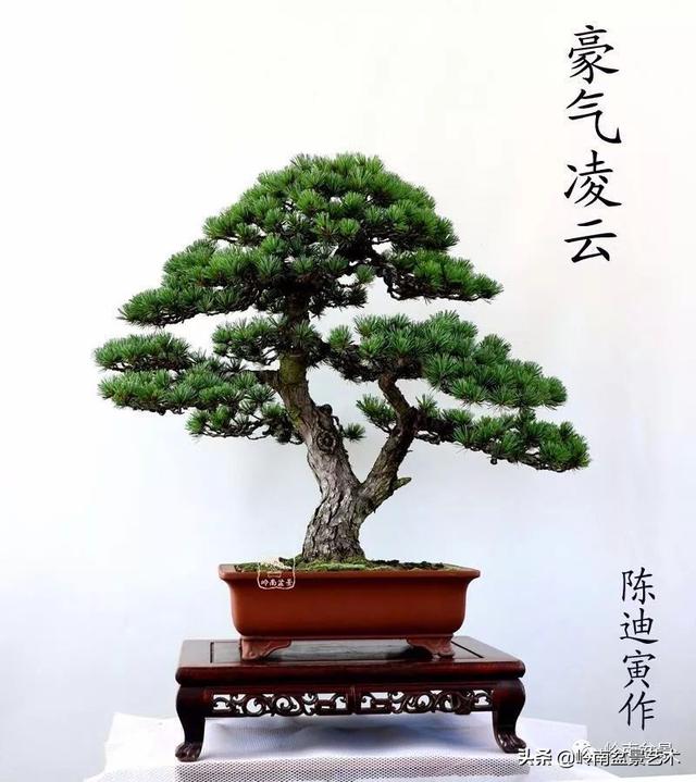 寒松縱老風骨在——賞松雜談