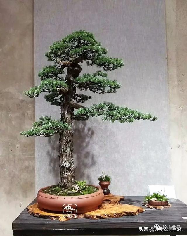 寒松縱老風骨在——賞松雜談