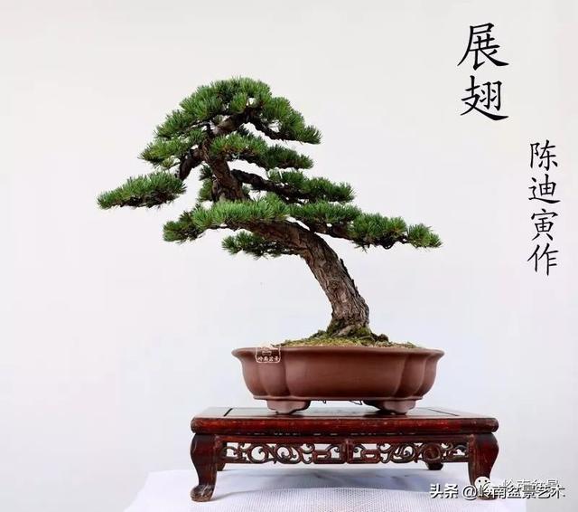 寒松縱老風骨在——賞松雜談