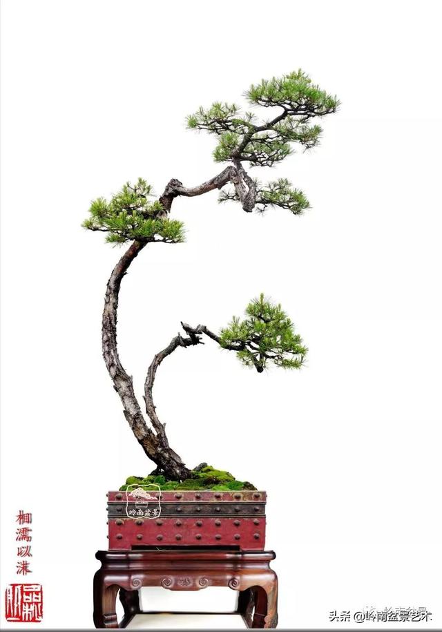 寒松縱老風骨在——賞松雜談