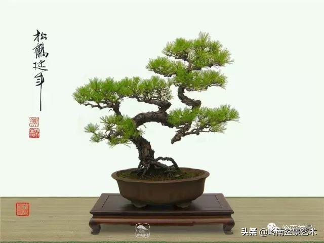 寒松縱老風骨在——賞松雜談