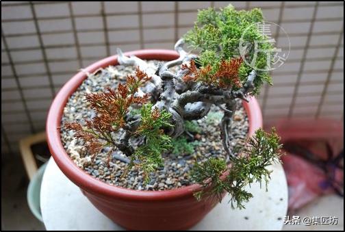 系魚川真柏：小苗就可以拿彎造型！乾鬆濕柏，瞭解「濕」就能養