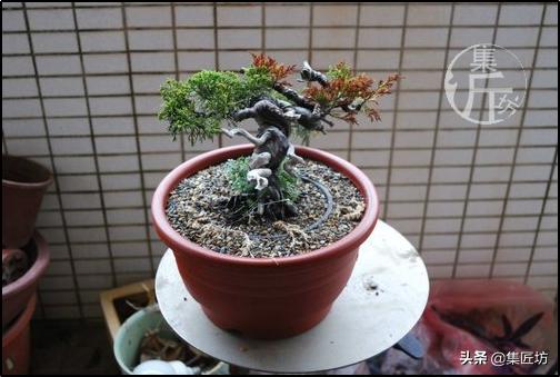 系魚川真柏：小苗就可以拿彎造型！乾鬆濕柏，瞭解「濕」就能養