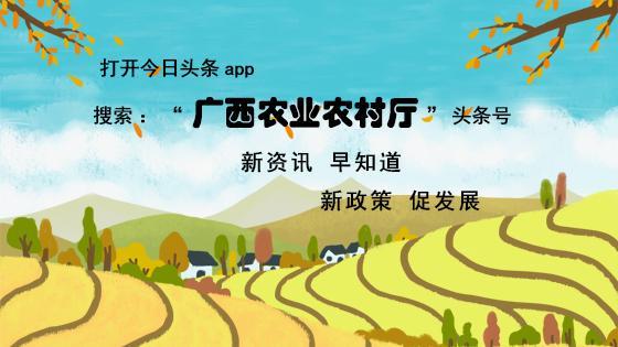這種蔬菜在生活中起到了對身體非常重要的作用，可不要錯過了！