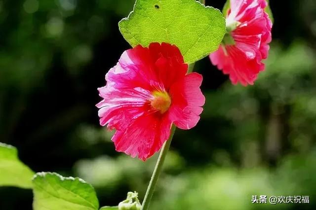 短短几句話，寫得真好！（句句戳心）