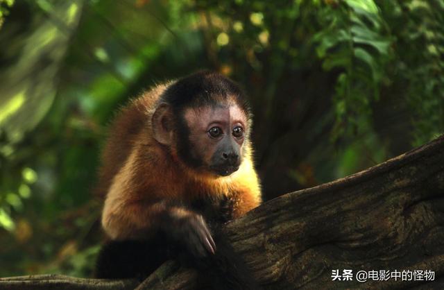 「真獸」版《獅子王》來襲，頂級特效能造鋼鐵俠，也能拍可愛動物