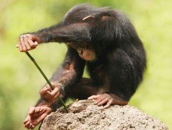 神奇自然界——動物使用的工具