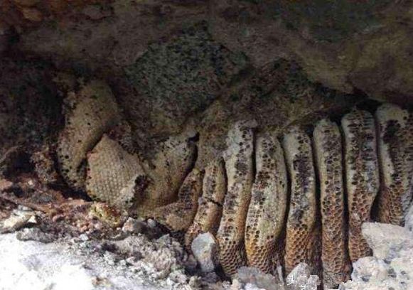 男子挖土隱約看到「金黃色」的物品，一伸手觸摸他隨即慘叫一聲…然後就被送醫了！