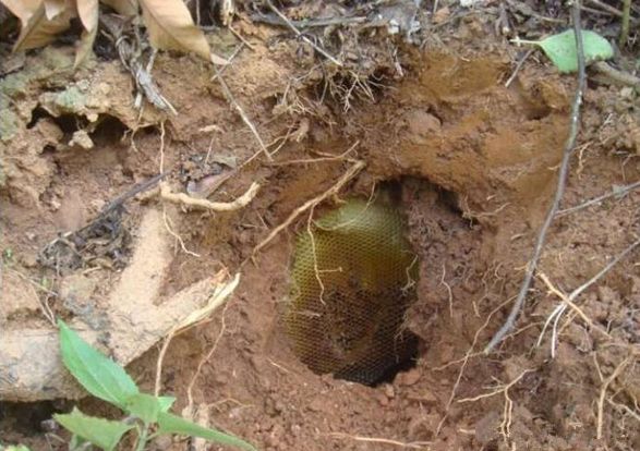 男子挖土隱約看到「金黃色」的物品，一伸手觸摸他隨即慘叫一聲…然後就被送醫了！