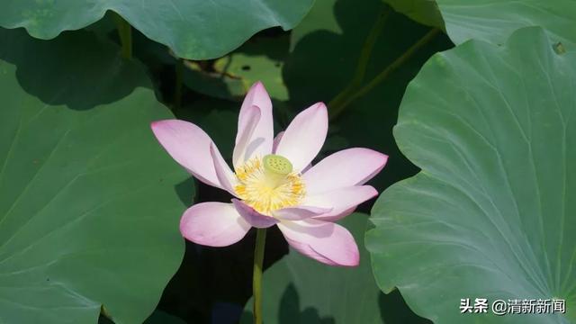 荷花開啦！清新這幾處免費賞花勝地不容錯過