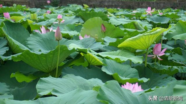荷花開啦！清新這幾處免費賞花勝地不容錯過